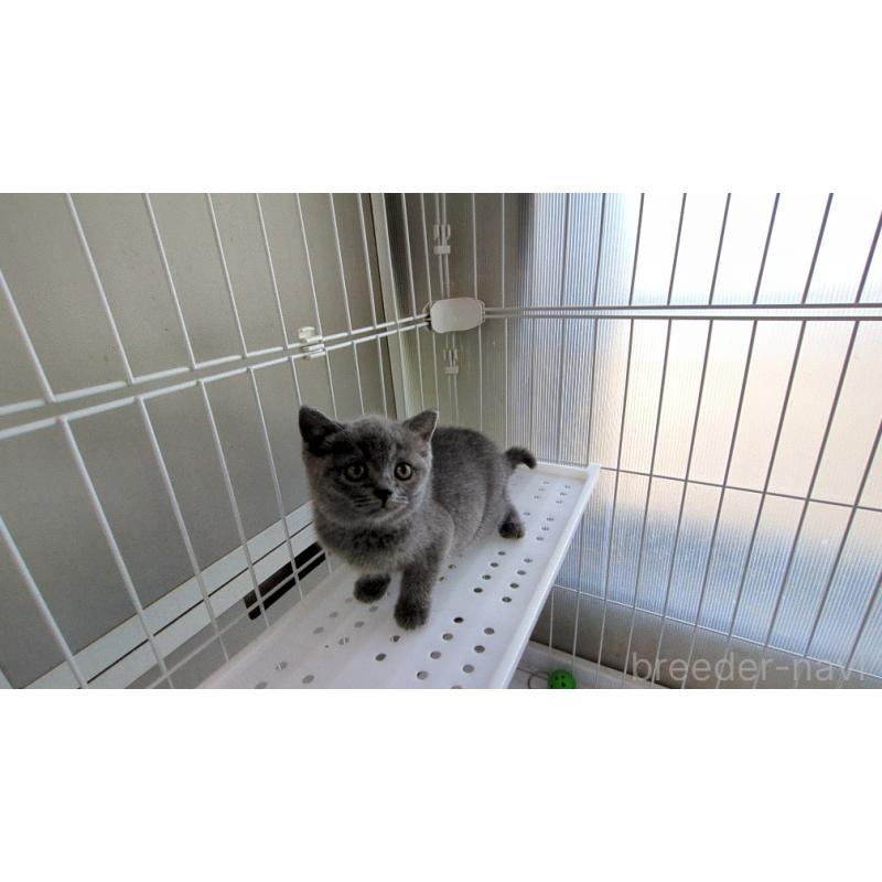 成約済の茨城県のブリティッシュショートヘア-137243の2枚目