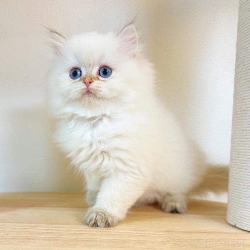 販売中の埼玉県のブリティッシュショートヘア-137244