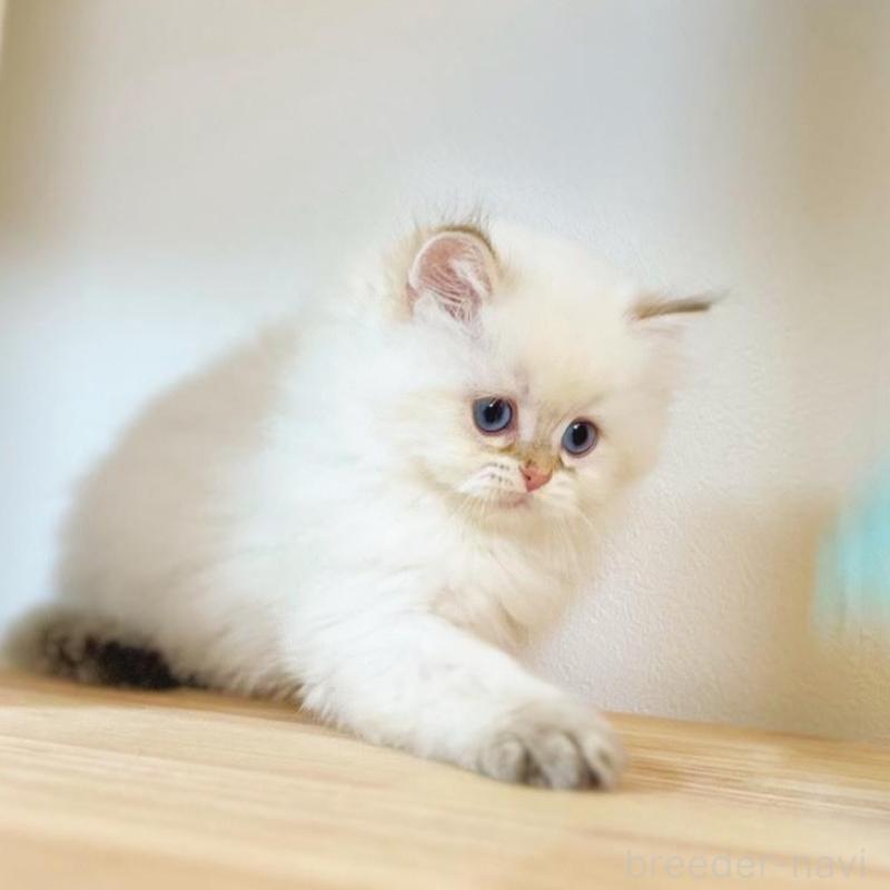 販売中の埼玉県のブリティッシュショートヘア-137244の7枚目