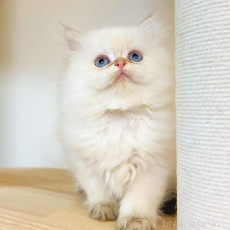 販売中の埼玉県のブリティッシュショートヘア-137244の6枚目