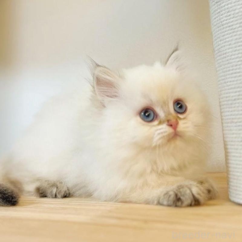 販売中の埼玉県のブリティッシュショートヘア-137244の5枚目