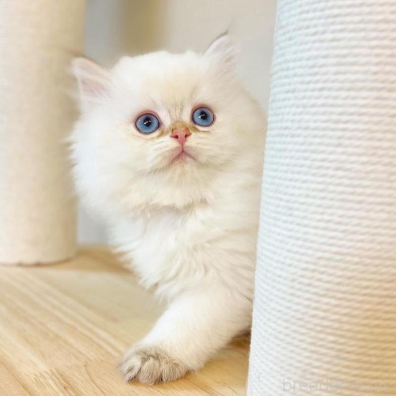 販売中の埼玉県のブリティッシュショートヘア-137244の4枚目