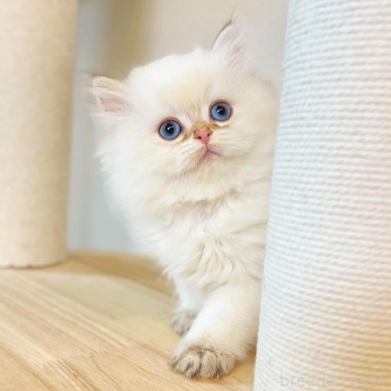 販売中の埼玉県のブリティッシュショートヘア-137244の3枚目