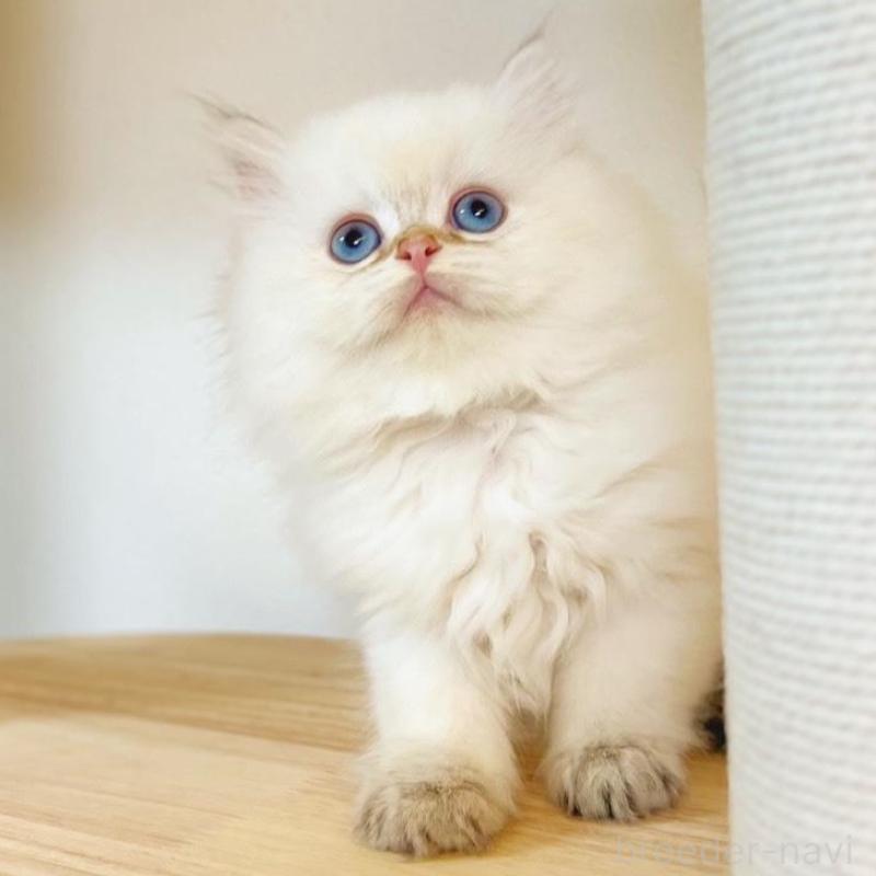 販売中の埼玉県のブリティッシュショートヘア-137244の2枚目