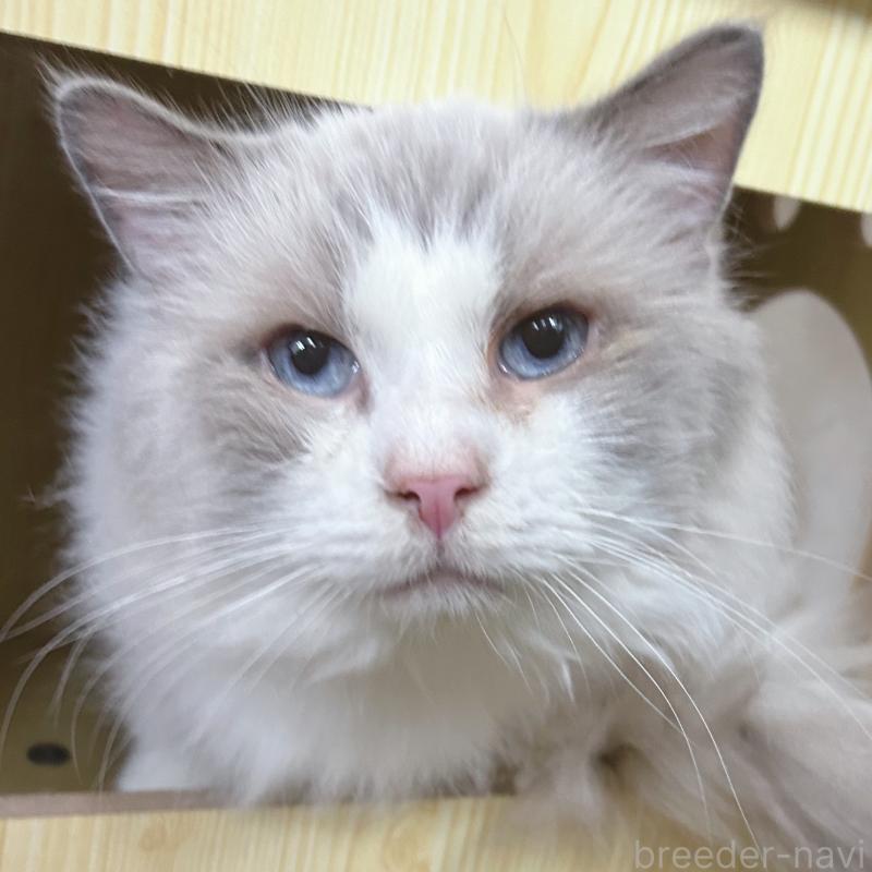 販売中の東京都のラグドール-137245の5枚目