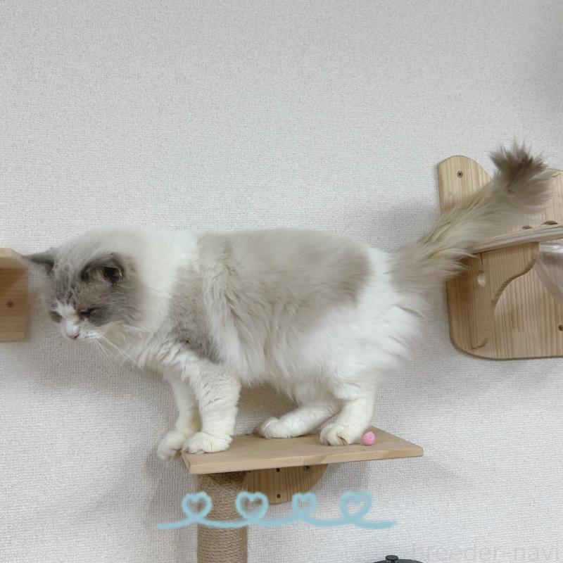 販売中の東京都のラグドール-137245の4枚目