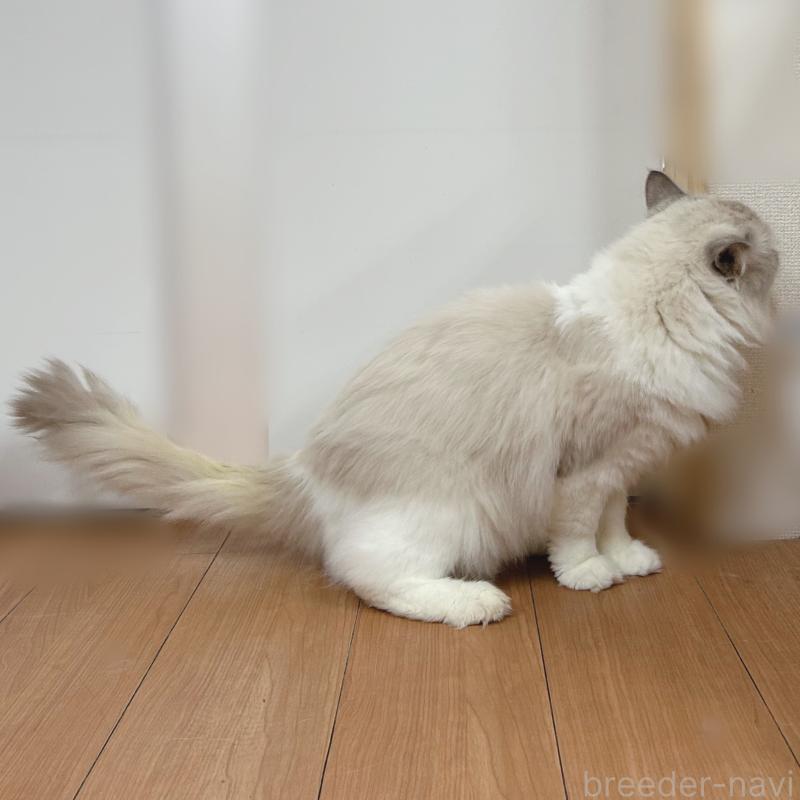 販売中の東京都のラグドール-137245の3枚目