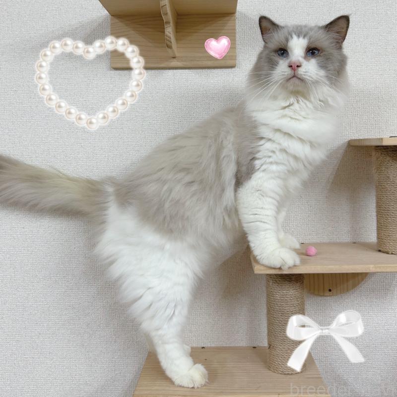 販売中の東京都のラグドール-137245の2枚目