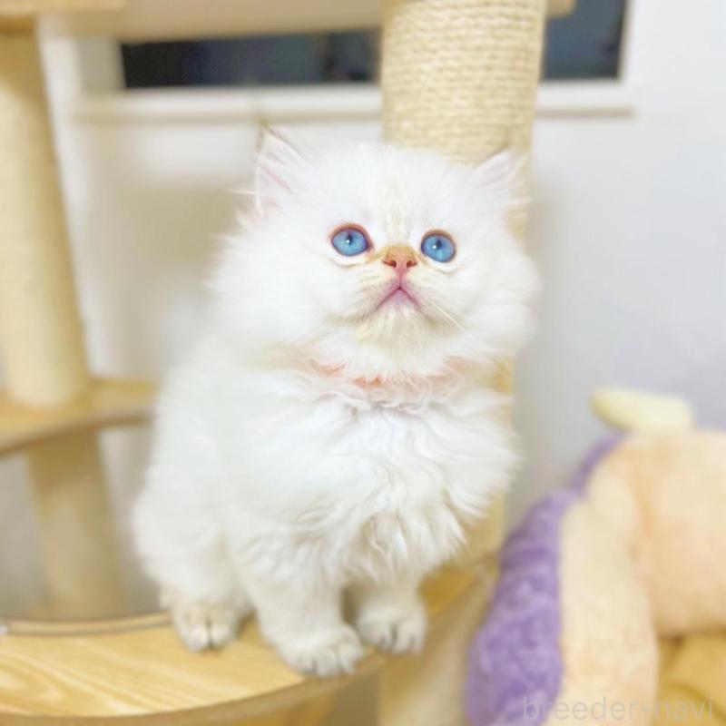 販売中の埼玉県のブリティッシュロングヘア-137246の7枚目