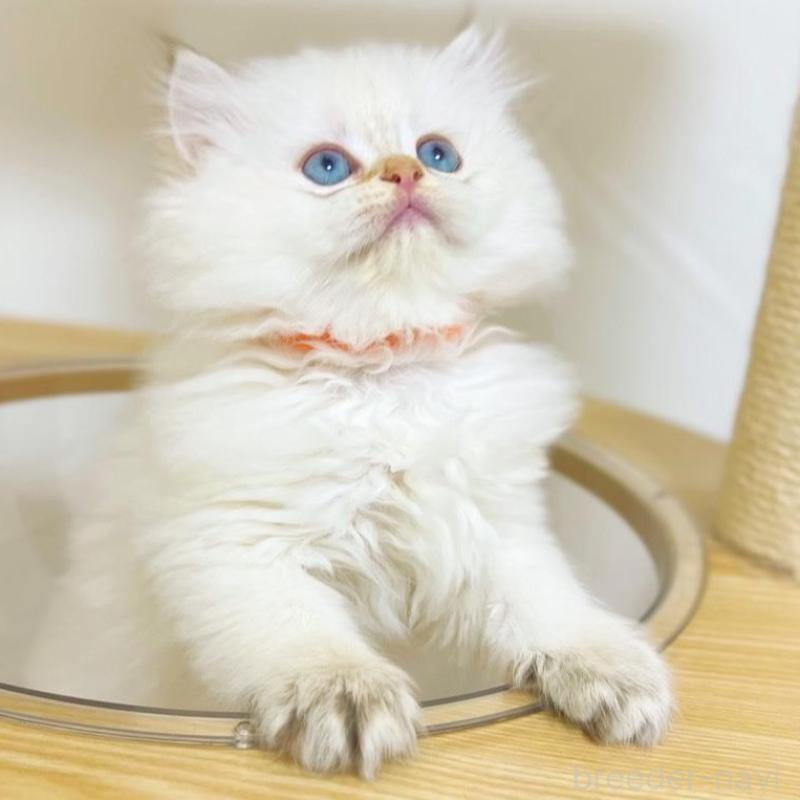 販売中の埼玉県のブリティッシュロングヘア-137246の6枚目