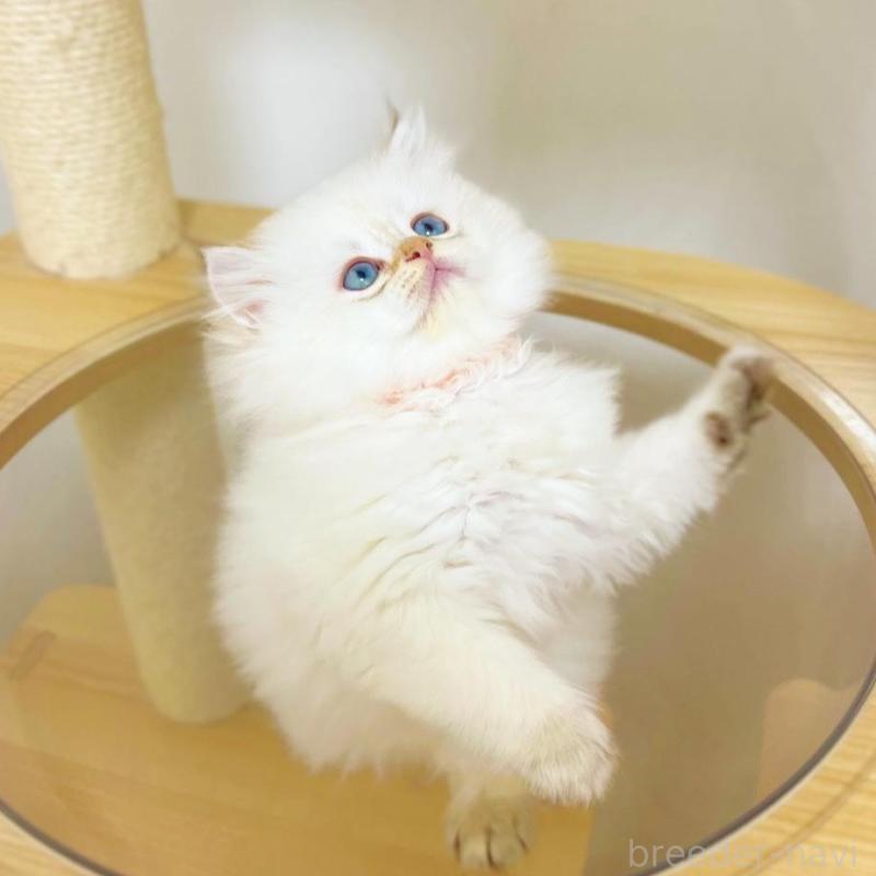 販売中の埼玉県のブリティッシュロングヘア-137246の5枚目