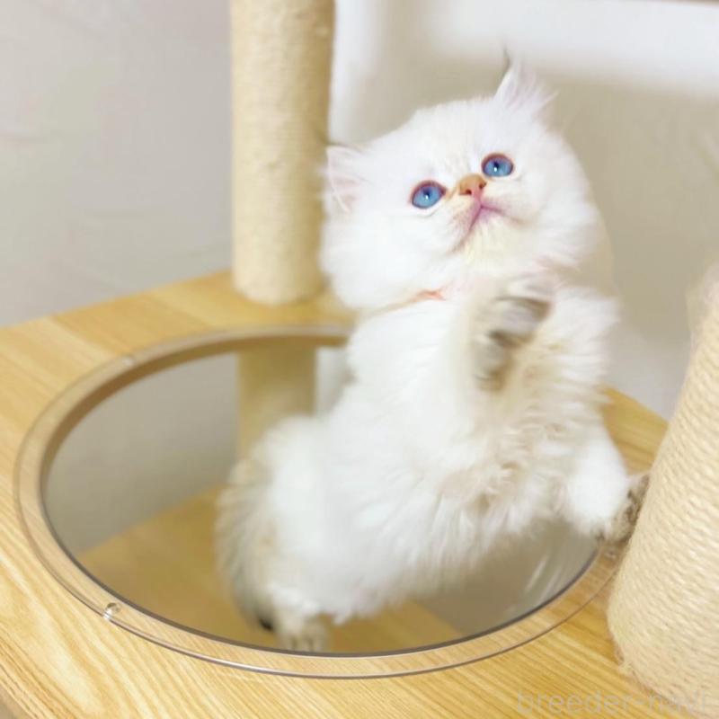 販売中の埼玉県のブリティッシュロングヘア-137246の4枚目