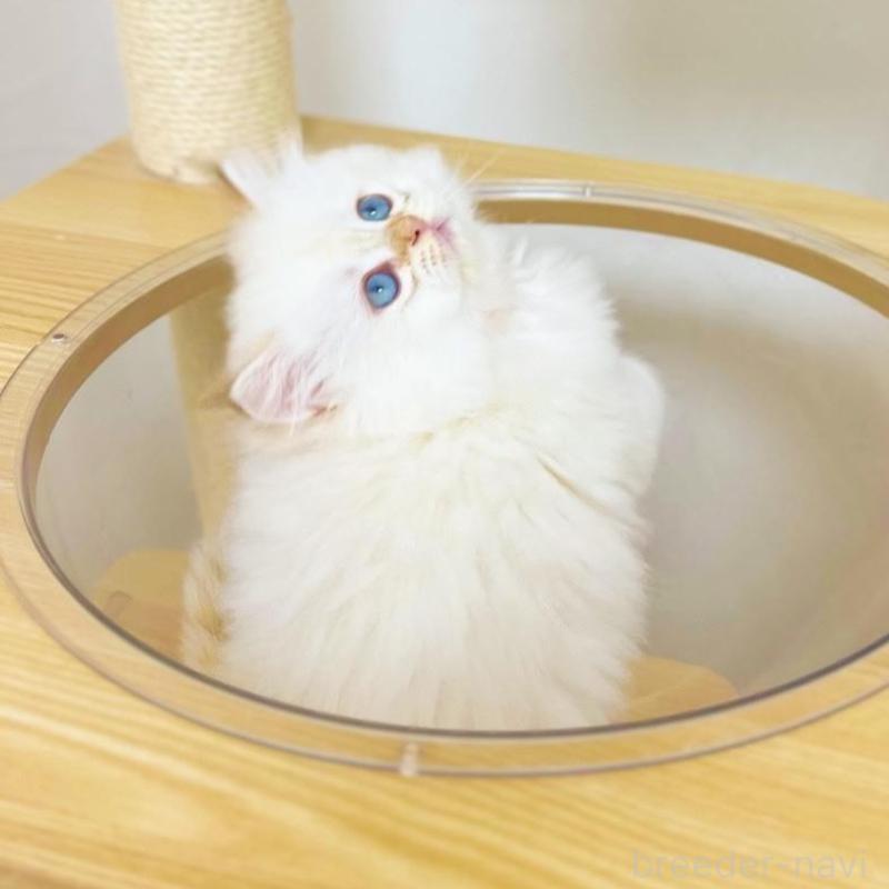 販売中の埼玉県のブリティッシュロングヘア-137246の3枚目