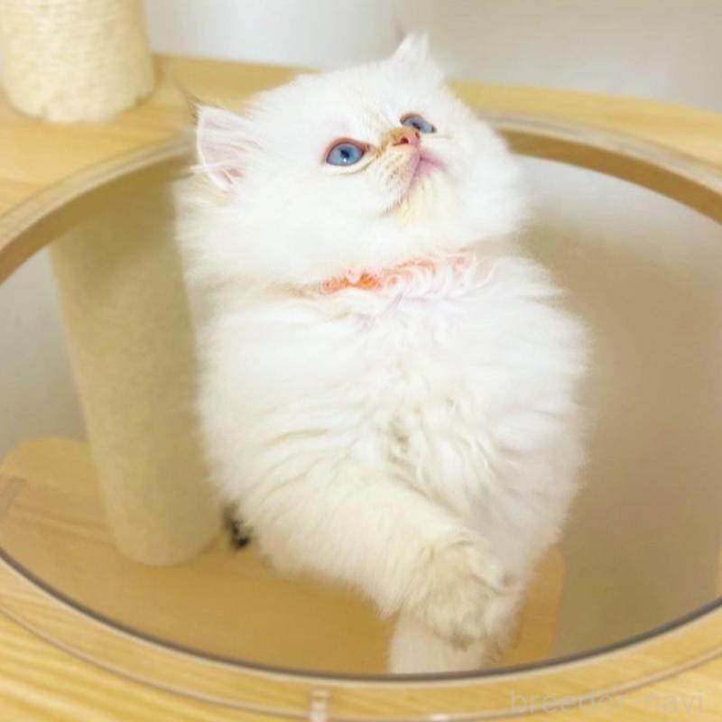 販売中の埼玉県のブリティッシュロングヘア-137246の2枚目