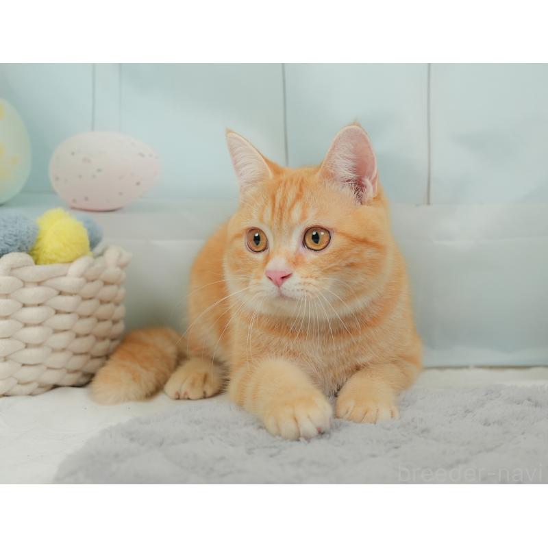 販売中の埼玉県のミヌエット-137250の12枚目