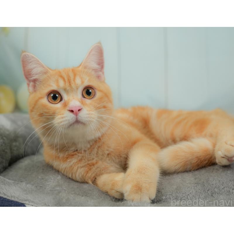 販売中の埼玉県のミヌエット-137250の10枚目