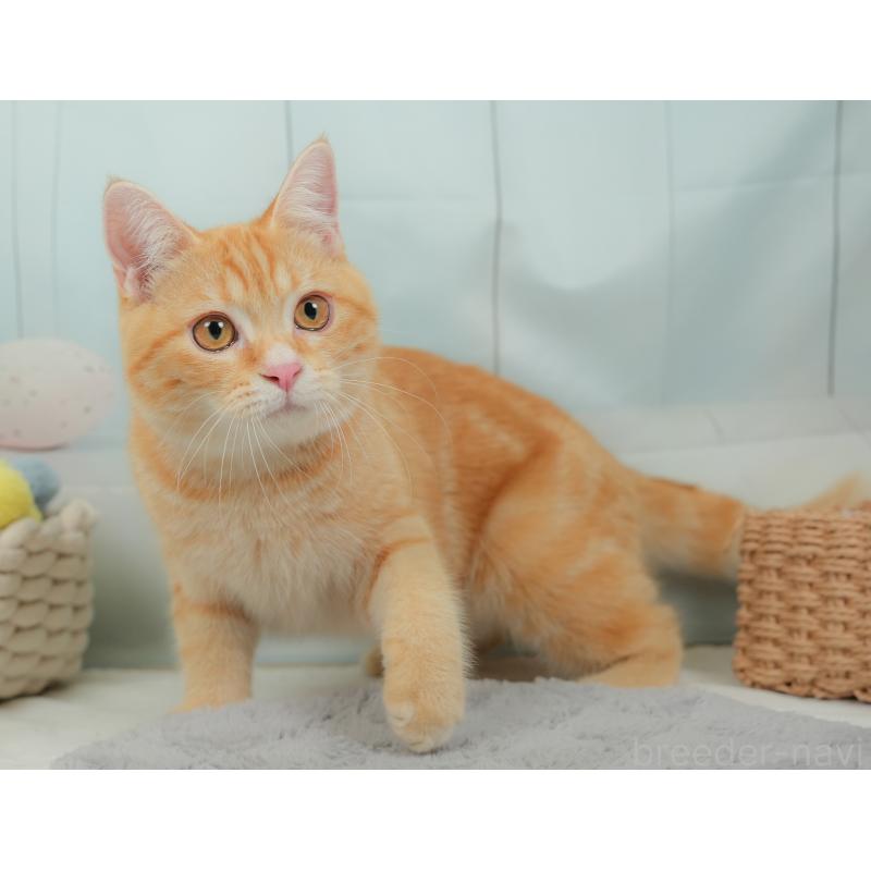 販売中の埼玉県のミヌエット-137250の9枚目