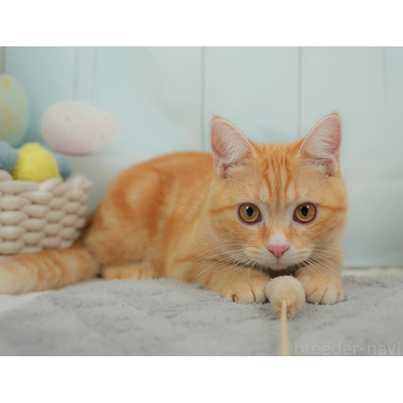 販売中の埼玉県のミヌエット-137250の8枚目