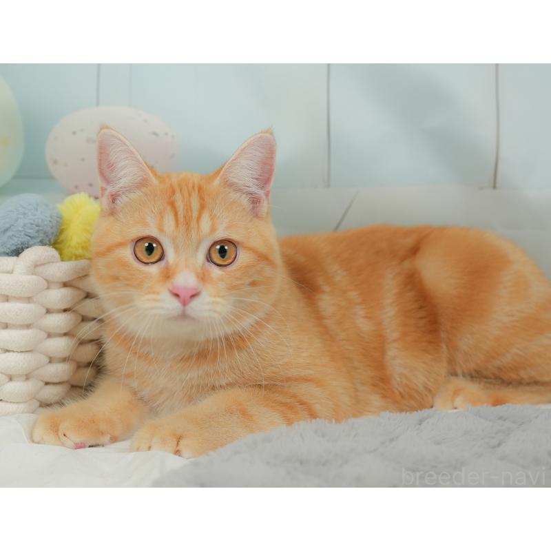 販売中の埼玉県のミヌエット-137250の7枚目