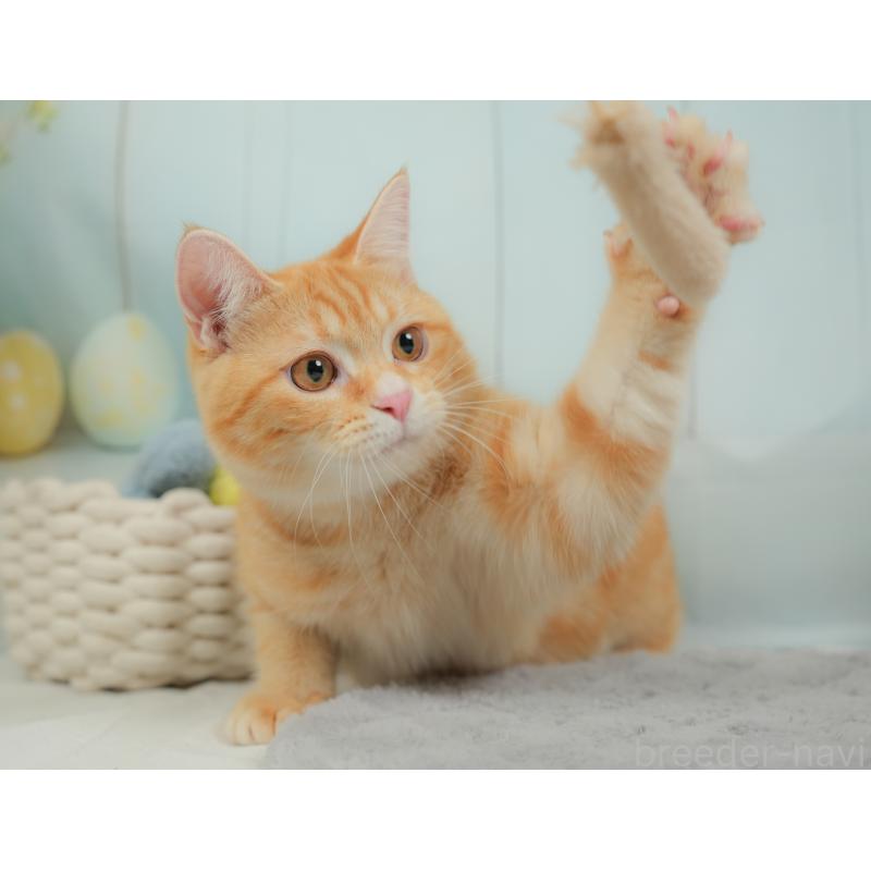 販売中の埼玉県のミヌエット-137250の6枚目