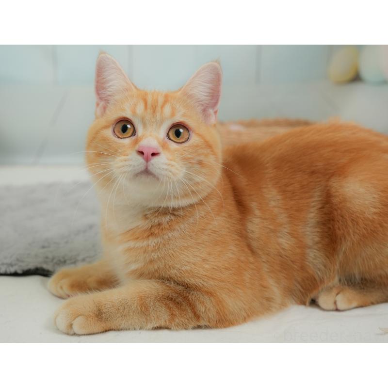 販売中の埼玉県のミヌエット-137250の4枚目