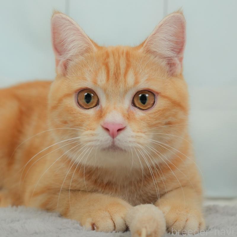 販売中の埼玉県のミヌエット-137250の1枚目