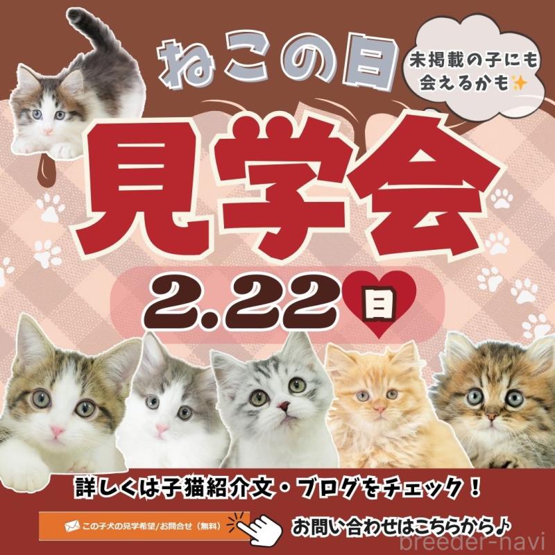 販売中の埼玉県のマンチカン-137252の3枚目
