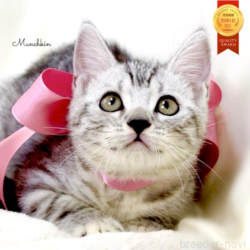 販売中の栃木県のマンチカン-134263