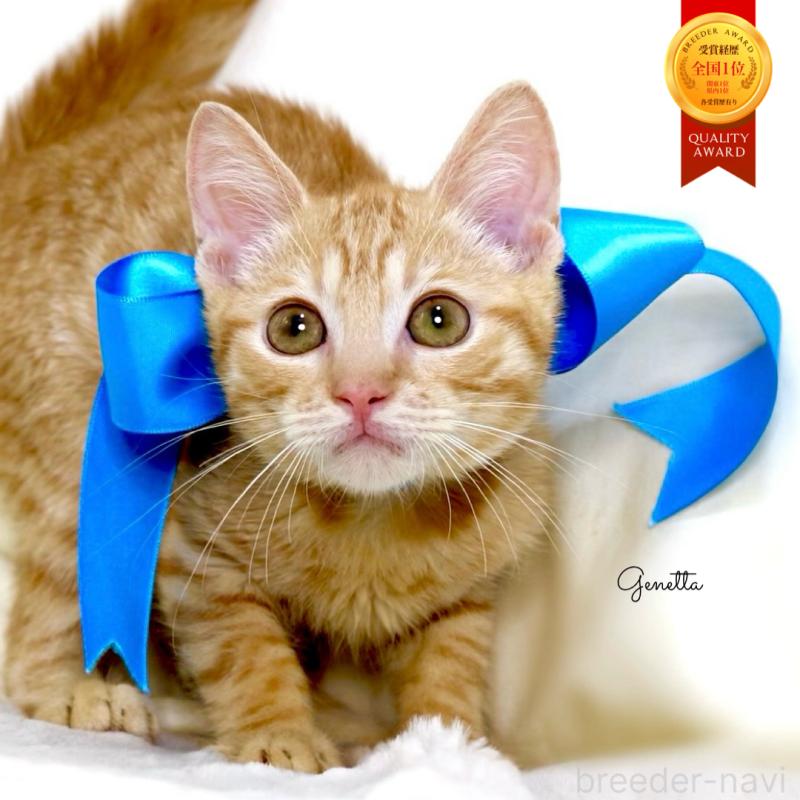 販売中の栃木県のマンチカン-136932