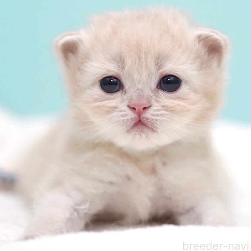 販売中の東京都のサイベリアン-137255の15枚目