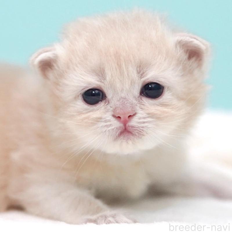 販売中の東京都のサイベリアン-137255の14枚目