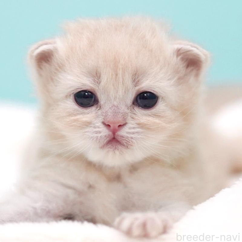 販売中の東京都のサイベリアン-137255の13枚目