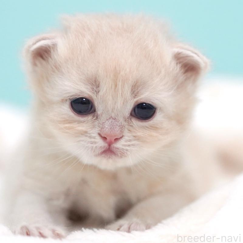 販売中の東京都のサイベリアン-137255の12枚目