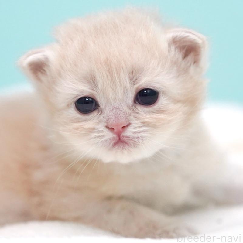 販売中の東京都のサイベリアン-137255の10枚目