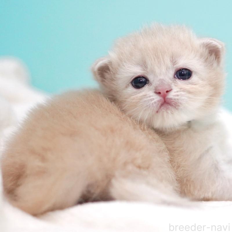 販売中の東京都のサイベリアン-137255の9枚目