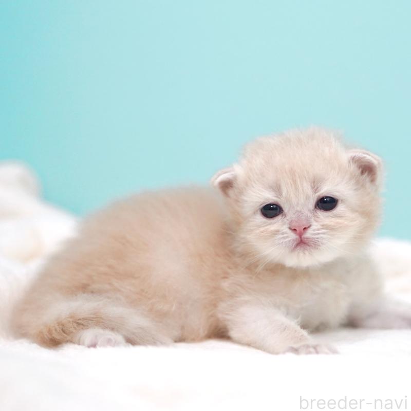 販売中の東京都のサイベリアン-137255の8枚目