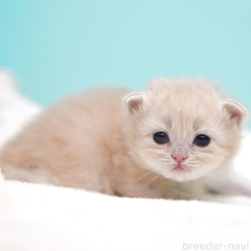 販売中の東京都のサイベリアン-137255の7枚目