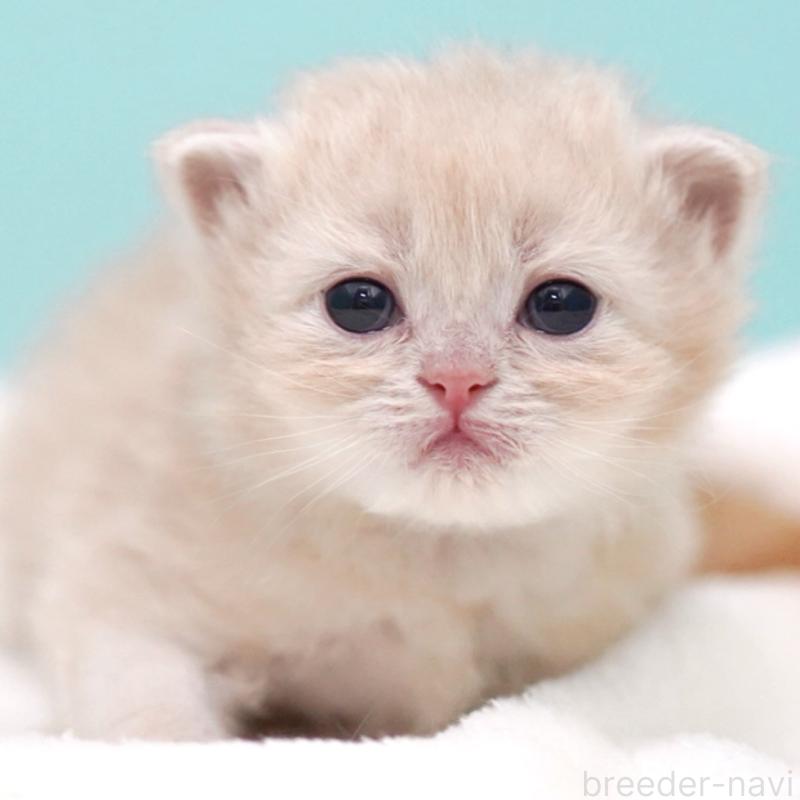 販売中の東京都のサイベリアン-137255の6枚目