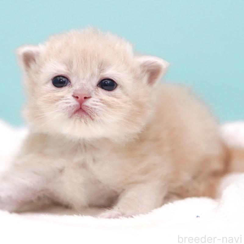 販売中の東京都のサイベリアン-137255の5枚目