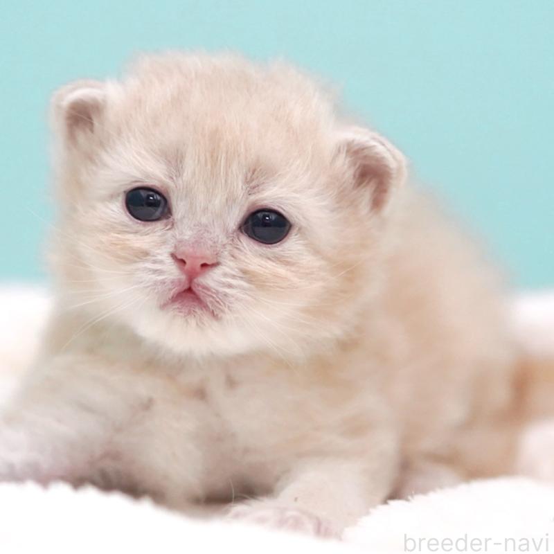 販売中の東京都のサイベリアン-137255の4枚目