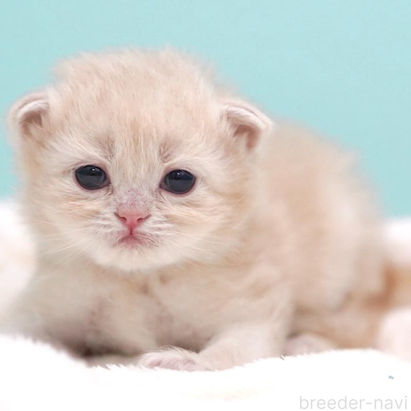 販売中の東京都のサイベリアン-137255の3枚目