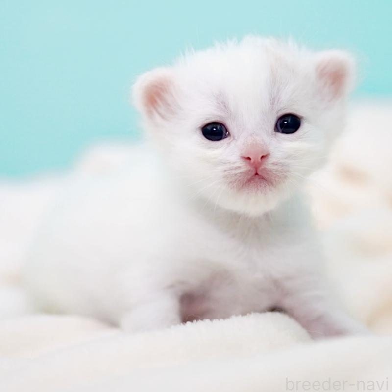 販売中の東京都のサイベリアン-137256の1枚目