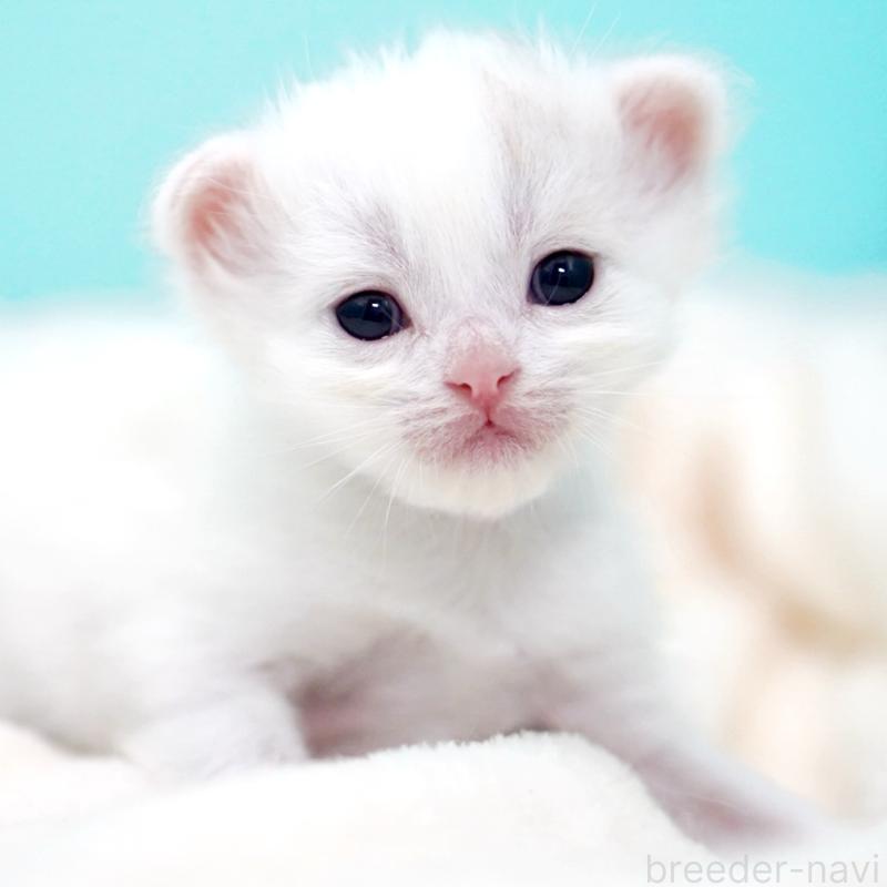 販売中の東京都のサイベリアン-137256の15枚目