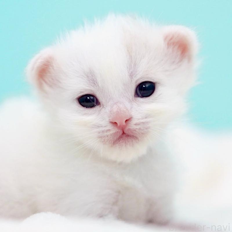 販売中の東京都のサイベリアン-137256の14枚目