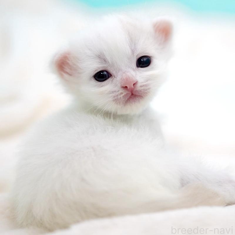 販売中の東京都のサイベリアン-137256の13枚目