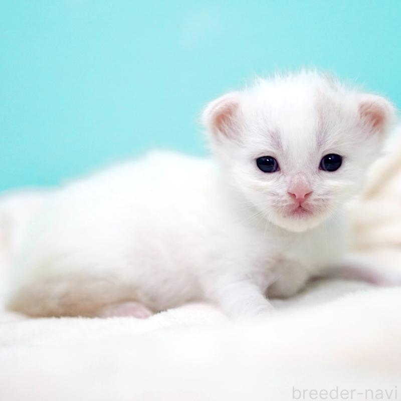 販売中の東京都のサイベリアン-137256の11枚目