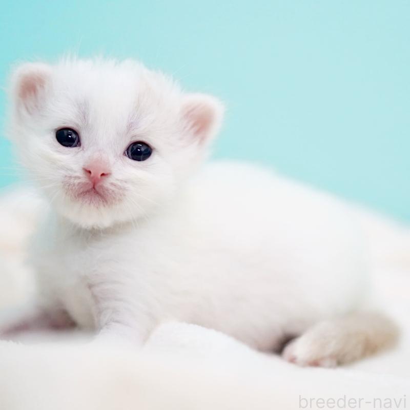 販売中の東京都のサイベリアン-137256の10枚目