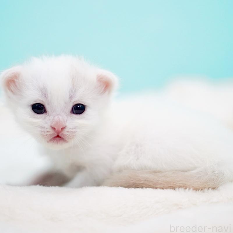 販売中の東京都のサイベリアン-137256の9枚目