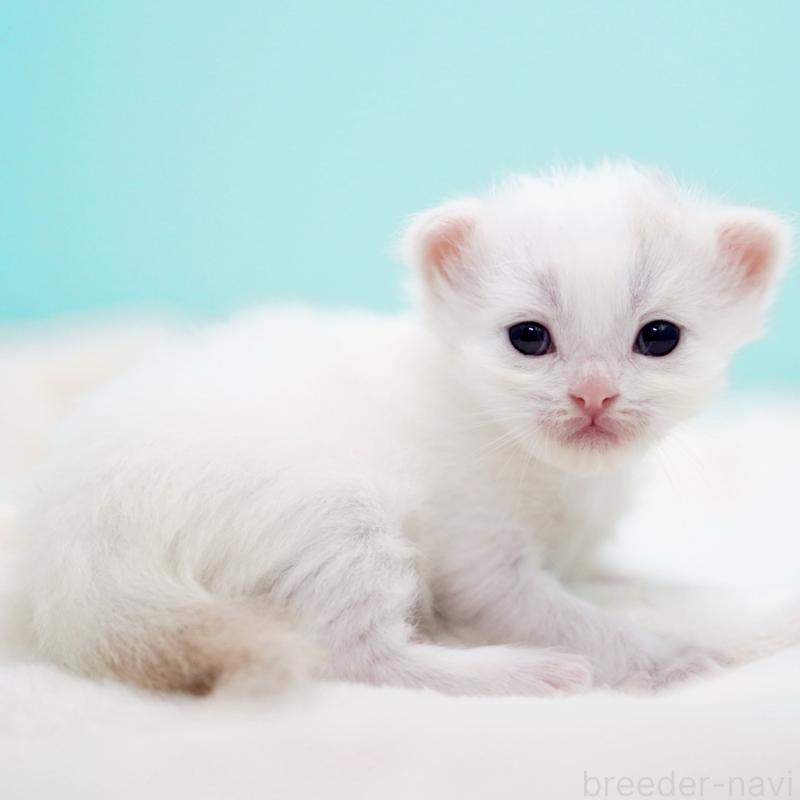 販売中の東京都のサイベリアン-137256の8枚目