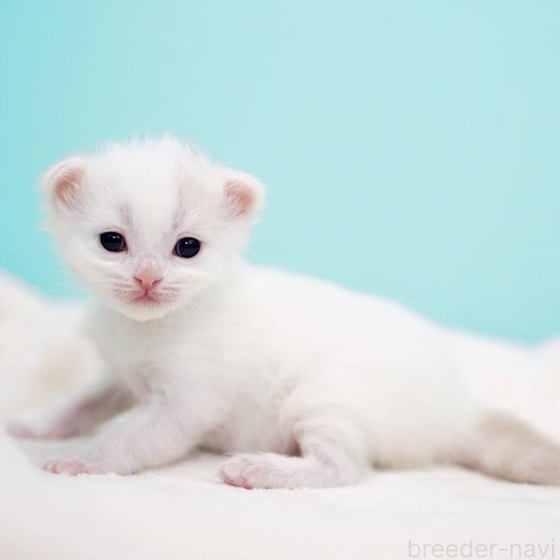 販売中の東京都のサイベリアン-137256の7枚目